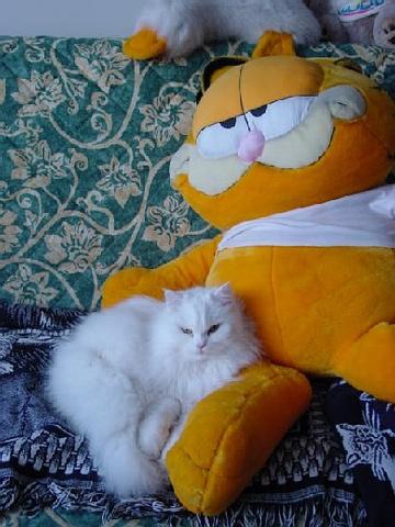 Rest your mouse on Pisica's picture to see Fluffy!