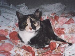 maya on bed