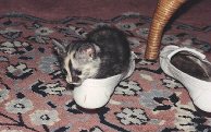 maya ins shoe