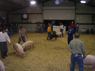 Hog Show 2005