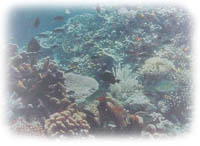Under Water Garden !