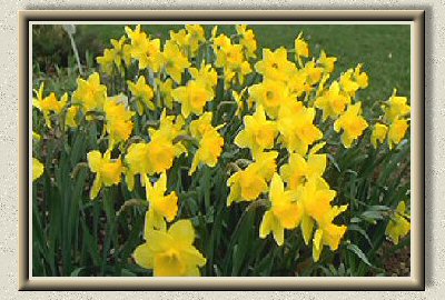 Daffodils