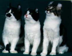 3 Curly Cats Photo