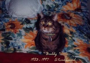 Buddy's pic