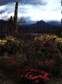 Spring flowers in the Desert