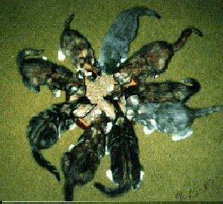 cute kitties eating