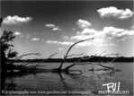 Busse Lake Tree