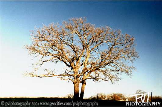 Color Photos