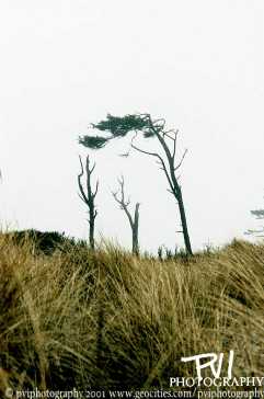 Windswept Trees
