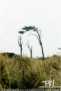 Windswept Trees