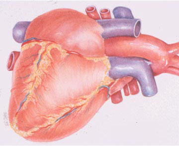 Heart
