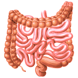 Small and Large Intestines