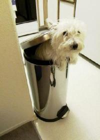 Oscar the Grouch