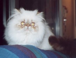 PYGMALION'S * CY ATLAS 7 months old
