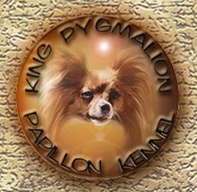 KING PYGMALION PAPILLION KENNEL