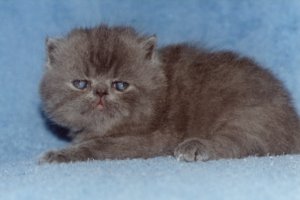 PYGMALION'S * CY  FEDRA at 3 Weeks old