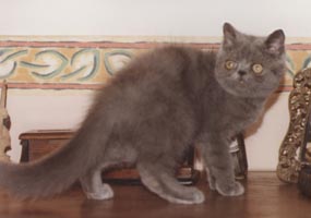 PYGMALION'S * CY  FEDRA 