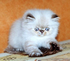 PYGMALION'S * CY  KRONOS 1 months old