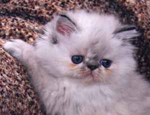 ALINA'S MAYFLOWER OF PYGMALION*CY 1 month old