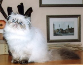 PYGMALION'S * CY  NEFELI 7 months old