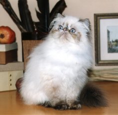 PYGMALION'S * CY  NEFELI 7 months old