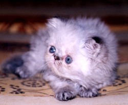 PYGMALION'S * CY  NEFELI 1 month old