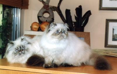   Nefeli and Teukros at 7 months old