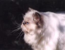 OFKA