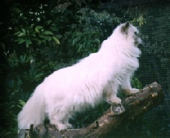 OFKA PANDA PL OF PYGMALION * CY