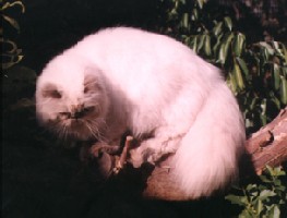 OFKA