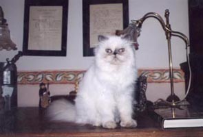  OFKA PANDA PL OF PYGMALION * CY 