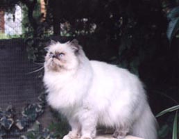 OFKA PANDA PL OF PYGMALION * CY