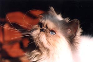 OFKA