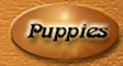 New Born Puppies and Puppies for Sale