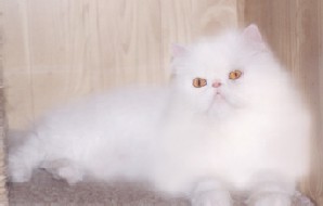 KYANDAYS'S SAKURA OF PYGMALION * CY