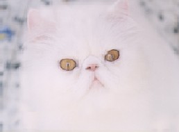 KYANDAYS'S SAKURA OF PYGMALION * CY