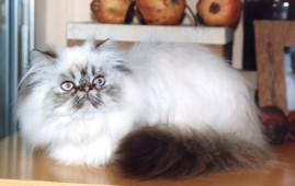 7 months old PYGMALION'S * CY  TEUKROS