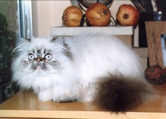 7 months old PYGMALION'S * CY  TEUKROS