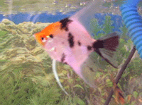 Cichlidae : Cichlid : Pterophyllum Scalare : Angel Fish