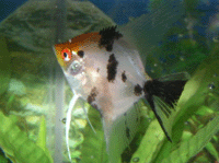 Cichlidae : Cichlids : Pterophyllum Scalare : Angel Fish