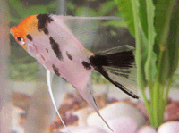 Cichlidae : Cichlid : Pterophyllum Scalare : Angel Fish