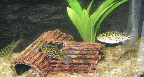 Click to Enter Zhen's Puffer Aquarium