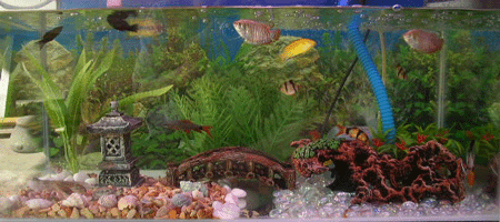 Click to Enter Zhen's Tropical Fish Aquarium