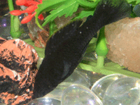 Poeciliidae : Livebearer : Black Molly