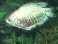 Gourami Fluorescent Blue
