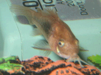 Callichthyidae : Catfish : Corydoras Aeneus