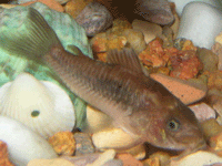 Callichthyidae : Catfish : Corydoras Aeneus