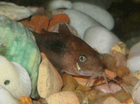 Callichthyidae : Catfish : Corydoras Aeneus