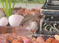 Glass Fish