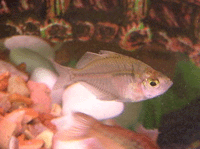 Glass Fish